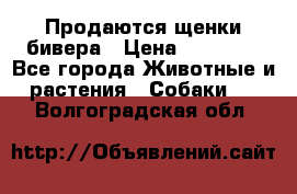 Продаются щенки бивера › Цена ­ 25 000 - Все города Животные и растения » Собаки   . Волгоградская обл.